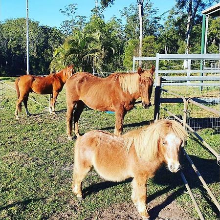 Cabin Country Retreat Paskins Farm Palmwoods Eksteriør bilde