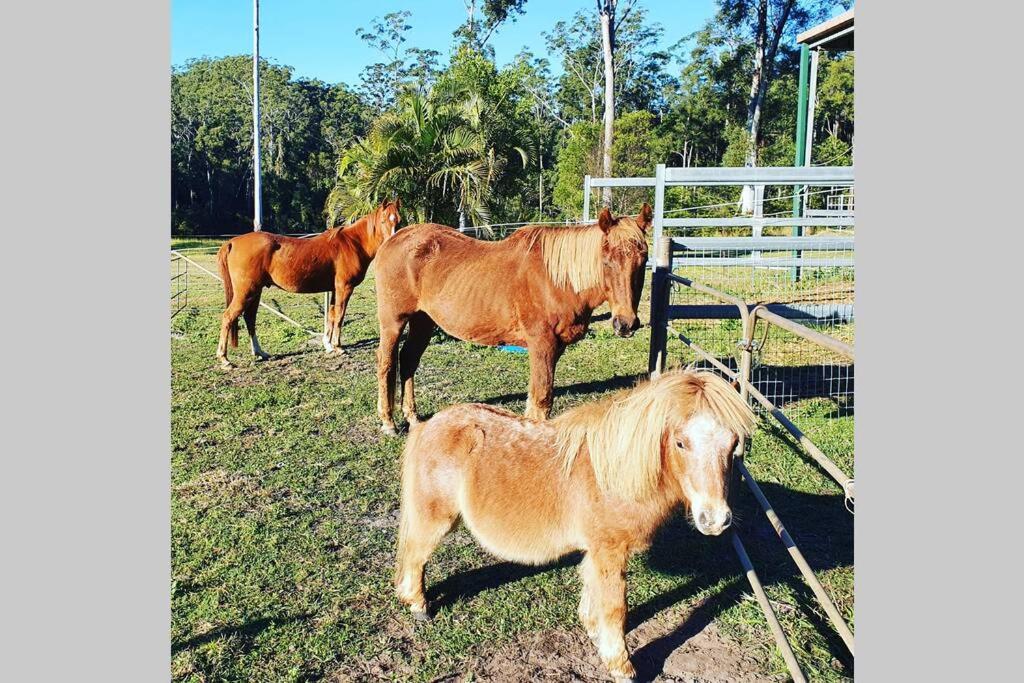 Cabin Country Retreat Paskins Farm Palmwoods Eksteriør bilde