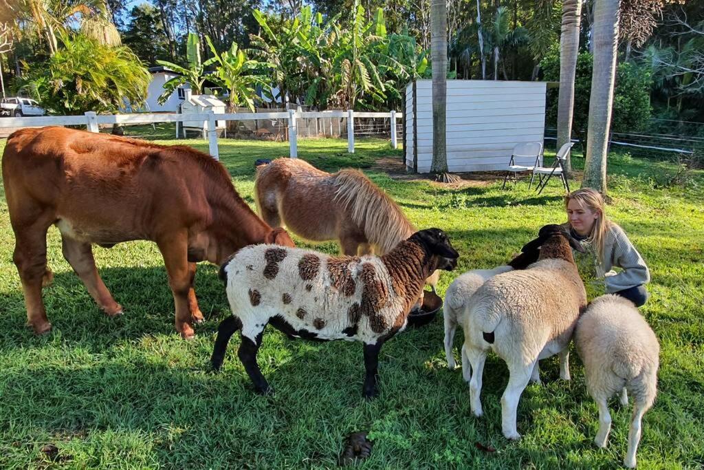 Cabin Country Retreat Paskins Farm Palmwoods Eksteriør bilde